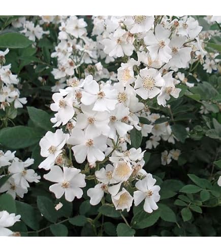 Amazon.co.jp: トゲナシノイバラ（棘無し野薔薇） 白花 : DIY・工具